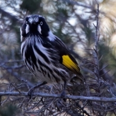 Phylidonyris novaehollandiae at Fyshwick, ACT - 15 Jul 2019