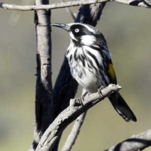 Phylidonyris novaehollandiae at Fyshwick, ACT - 15 Jul 2019 02:03 PM