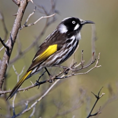 Phylidonyris novaehollandiae (New Holland Honeyeater) at Jerrabomberra Wetlands - 18 Jul 2019 by RodDeb