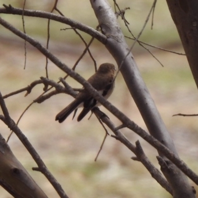 Petroica goodenovii (Red-capped Robin) at Rendezvous Creek, ACT - 14 Oct 2019 by RodDeb