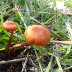 Unidentified Cap on a stem; gills below cap [mushrooms or mushroom-like] at Molonglo Valley, ACT - 6 May 2020 by JanetRussell