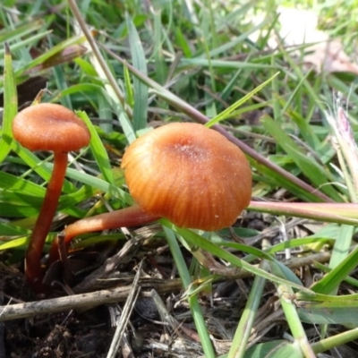 Laccaria sp. (Laccaria) at Molonglo Valley, ACT - 6 May 2020 by JanetRussell