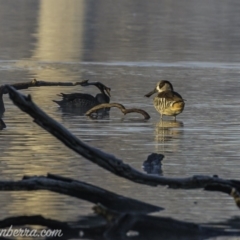 Malacorhynchus membranaceus (Pink-eared Duck) at Amaroo, ACT - 28 Jun 2020 by JonSteinbeck