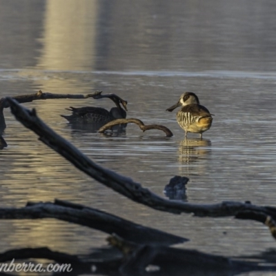 Malacorhynchus membranaceus (Pink-eared Duck) at Mulligans Flat - 27 Jun 2020 by BIrdsinCanberra