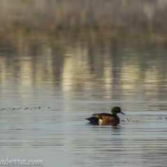 Anas castanea (Chestnut Teal) at Mulligans Flat - 27 Jun 2020 by BIrdsinCanberra