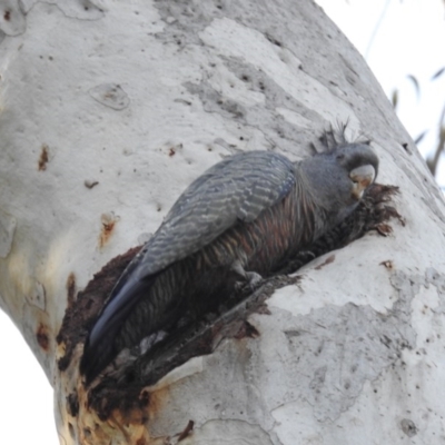 Callocephalon fimbriatum (Gang-gang Cockatoo) at ANBG - 12 Jul 2020 by HelenCross