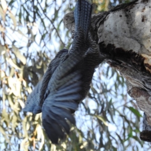 Callocephalon fimbriatum at Acton, ACT - 12 Jul 2020