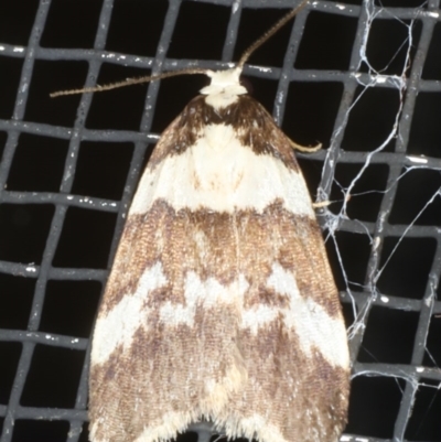 Halone sejuncta (Variable Halone) at Congo, NSW - 11 Jul 2020 by jb2602