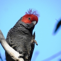 Callocephalon fimbriatum at Acton, ACT - suppressed