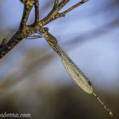 Austrolestes sp. (genus) (Ringtail damselfy) at Amaroo, ACT - 28 Jun 2020 by JonSteinbeck