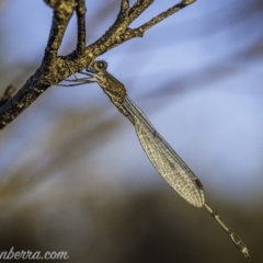 Austrolestes sp. (genus) (Ringtail damselfy) at Amaroo, ACT - 27 Jun 2020 by BIrdsinCanberra