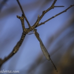 Austrolestes sp. (genus) at Amaroo, ACT - 28 Jun 2020