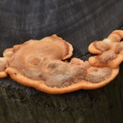 Polypore sp. at Morton, NSW - 12 Jul 2020 by wendie