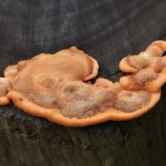 Polypore sp. at WI Private Property - 12 Jul 2020 by wendie