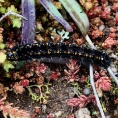 Apina callisto (Pasture Day Moth) at Theodore, ACT - 11 Jul 2020 by KMcCue