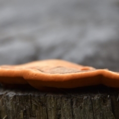 Polypore sp. at WI Private Property - 12 Jul 2020 by wendie