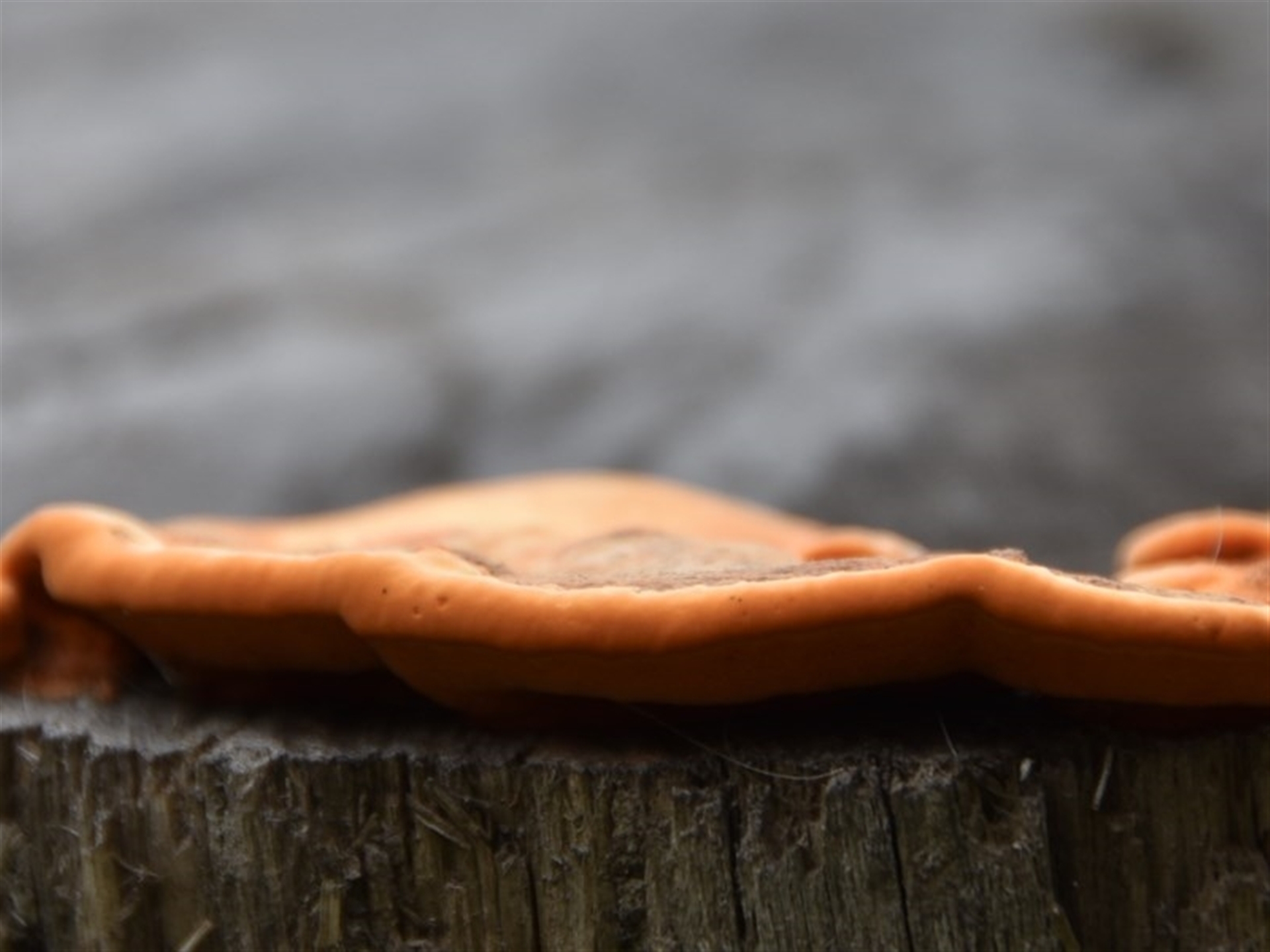 Polypore sp. at Morton, NSW - 12 Jul 2020 12:33 PM