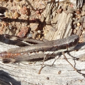 Macrotona australis at Molonglo Valley, ACT - 6 May 2020