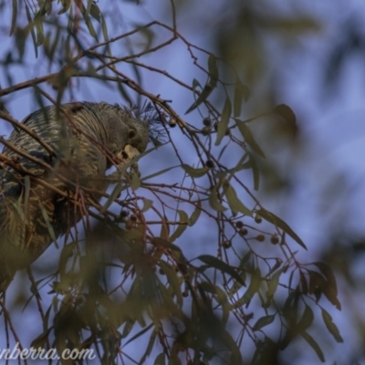 Callocephalon fimbriatum (Gang-gang Cockatoo) at Hughes, ACT - 27 Jun 2020 by JonSteinbeck