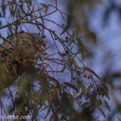 Callocephalon fimbriatum at Hughes, ACT - suppressed
