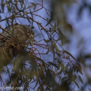 Callocephalon fimbriatum at Hughes, ACT - 27 Jun 2020