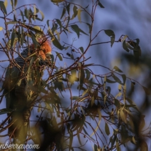 Callocephalon fimbriatum at Hughes, ACT - 27 Jun 2020