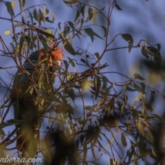 Callocephalon fimbriatum at Hughes, ACT - suppressed