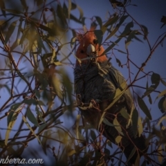Callocephalon fimbriatum at Hughes, ACT - suppressed
