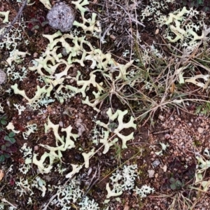 Xanthoparmelia semiviridis at Theodore, ACT - 11 Jul 2020