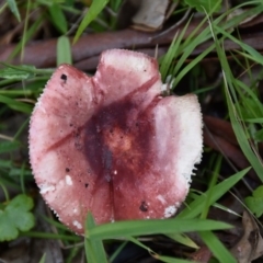 Russula clelandii (A mushroom) at Termeil, NSW - 12 Jul 2020 by wendie