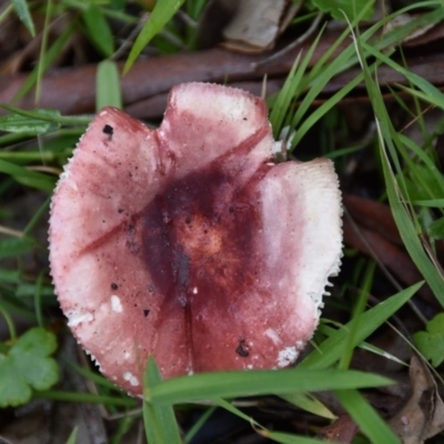 Russula clelandii (A mushroom) at Termeil, NSW - 12 Jul 2020 by wendie