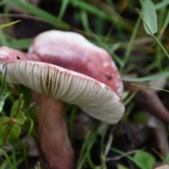 Russula sp. (Russula) at Termeil, NSW - 12 Jul 2020 by wendie