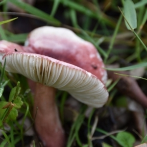 Russula sp. (genus) at Termeil, NSW - 12 Jul 2020