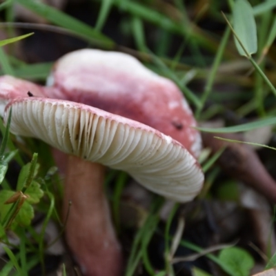 Russula sp. (Russula) at Termeil, NSW - 12 Jul 2020 by wendie