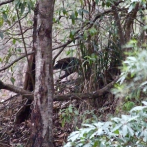 Menura novaehollandiae at South Wolumla, NSW - 11 Jul 2020