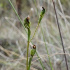 Speculantha rubescens (Blushing Tiny Greenhood) at Aranda Bushland - 5 Apr 2014 by AaronClausen