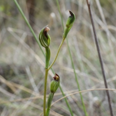Speculantha rubescens (Blushing Tiny Greenhood) at Aranda Bushland - 5 Apr 2014 by AaronClausen