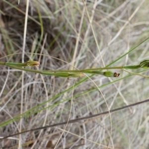 Speculantha rubescens at Aranda, ACT - 5 Apr 2014