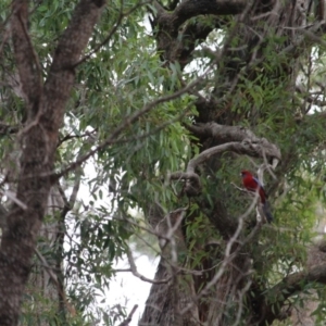 Platycercus elegans at Wolumla, NSW - 10 Jul 2020