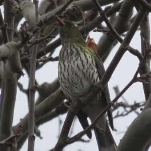 Oriolus sagittatus at Narrabundah, ACT - 12 Jul 2020