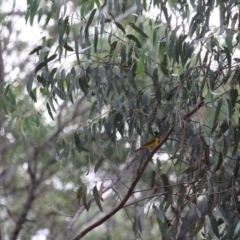 Pachycephala pectoralis (Golden Whistler) at Wolumla, NSW - 10 Jul 2020 by RossMannell