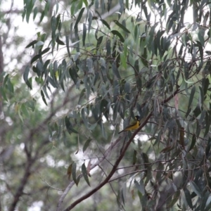 Pachycephala pectoralis at Wolumla, NSW - 10 Jul 2020