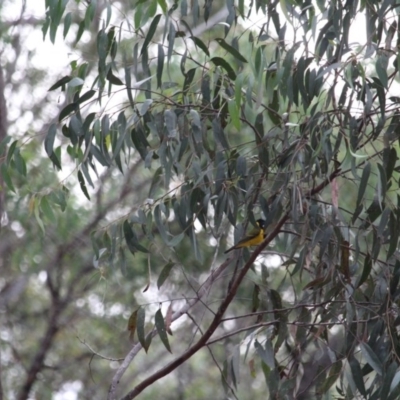 Pachycephala pectoralis (Golden Whistler) at Wolumla, NSW - 10 Jul 2020 by RossMannell