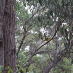 Pachycephala pectoralis at Wolumla, NSW - 10 Jul 2020