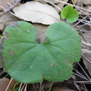 Dichondra repens at Molonglo Valley, ACT - 1 Oct 2017 01:57 PM