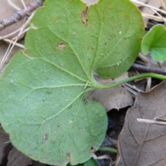 Dichondra repens at Molonglo Valley, ACT - 1 Oct 2017