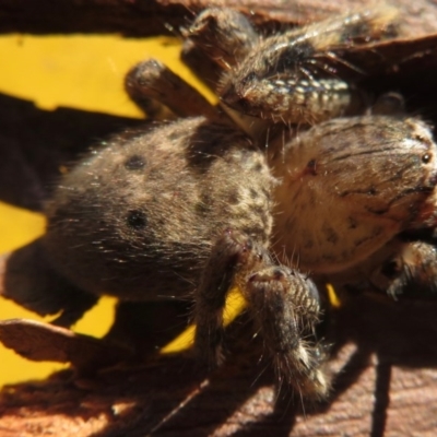 Neosparassus sp. (genus) (Unidentified Badge huntsman) at Narrabundah, ACT - 18 Jun 2020 by RobParnell