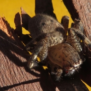 Neosparassus sp. (genus) at Narrabundah, ACT - 18 Jun 2020