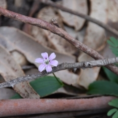 Schelhammera undulata (Lilac Lily) at Termeil, NSW - 12 Jul 2020 by wendie