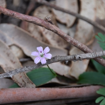 Schelhammera undulata (Lilac Lily) at WI Private Property - 12 Jul 2020 by wendie